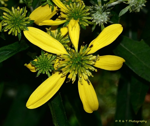 {Verbesina alternifolia}